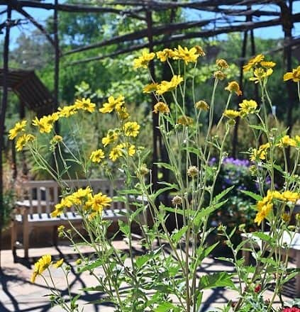 Vakker flora og fauna ved Santa Fe botaniske hage