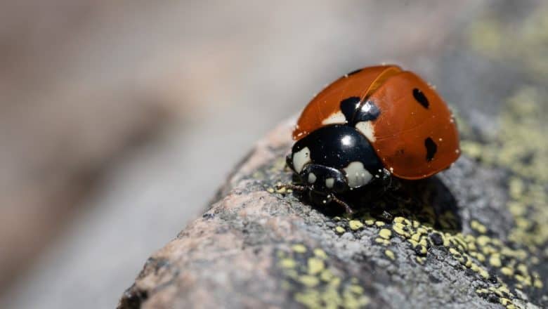 Hvordan bli kvitt Husbukk (Hylotrupes bajulus)