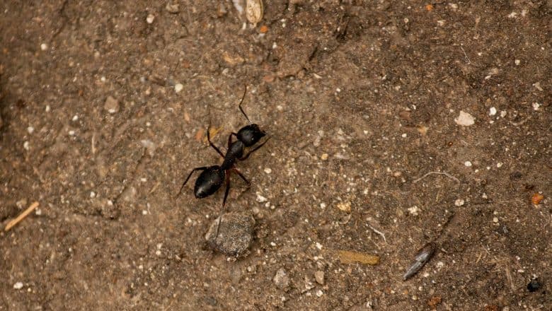 Hvor mye kan en maur løfte?