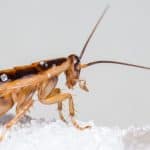 Vellykket bekjempelse av Tysk kakerlakker i enebolig i Kristiansand